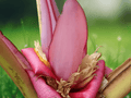 5 Seeds Musa velutina Pink Banana Ornamental Tropical Banana Plant