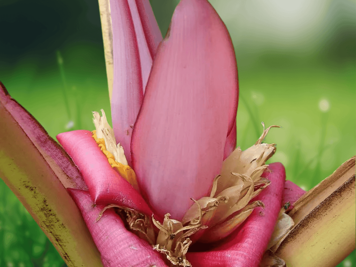 5 Seeds Musa velutina Pink Banana Ornamental Tropical Banana Plant