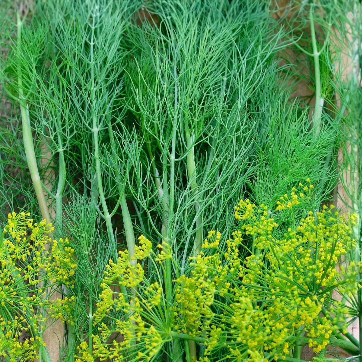 Dill Seeds 100 Pack - Heirloom Non-GMO Spice Seeds - Anethum graveolens - Aromatic Herb for Cooking and Gardening