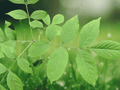 3 Green Ash Tree 12in Bare Root Fraxinus pennsylvanica Deciduous Shade Tree