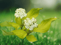 20 Seeds Tatarian Dogwood Cornus alba Red Stem Winter Landscape Shrub