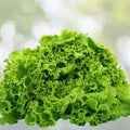 Heirloom Lettuce Seed Collection 4 Varieties Non-GMO Organic Seeds for Gardening Lactuca sativa