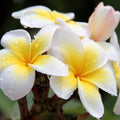 Yellow Plumeria Cutting 10 inch Unrooted Single Head Pack of 25 - Plumeria spp. Fresh Starter Cuttings