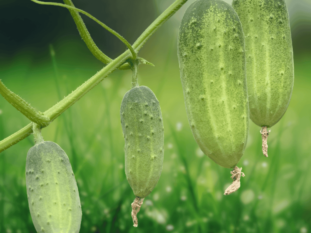 5 Seeds Sikkim Cucumber Cucumis sativus var. sikkimensis Heirloom