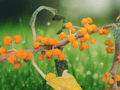 5 Seeds Orange Wild Rhea Debregeasia longifolia Ornamental Shrub