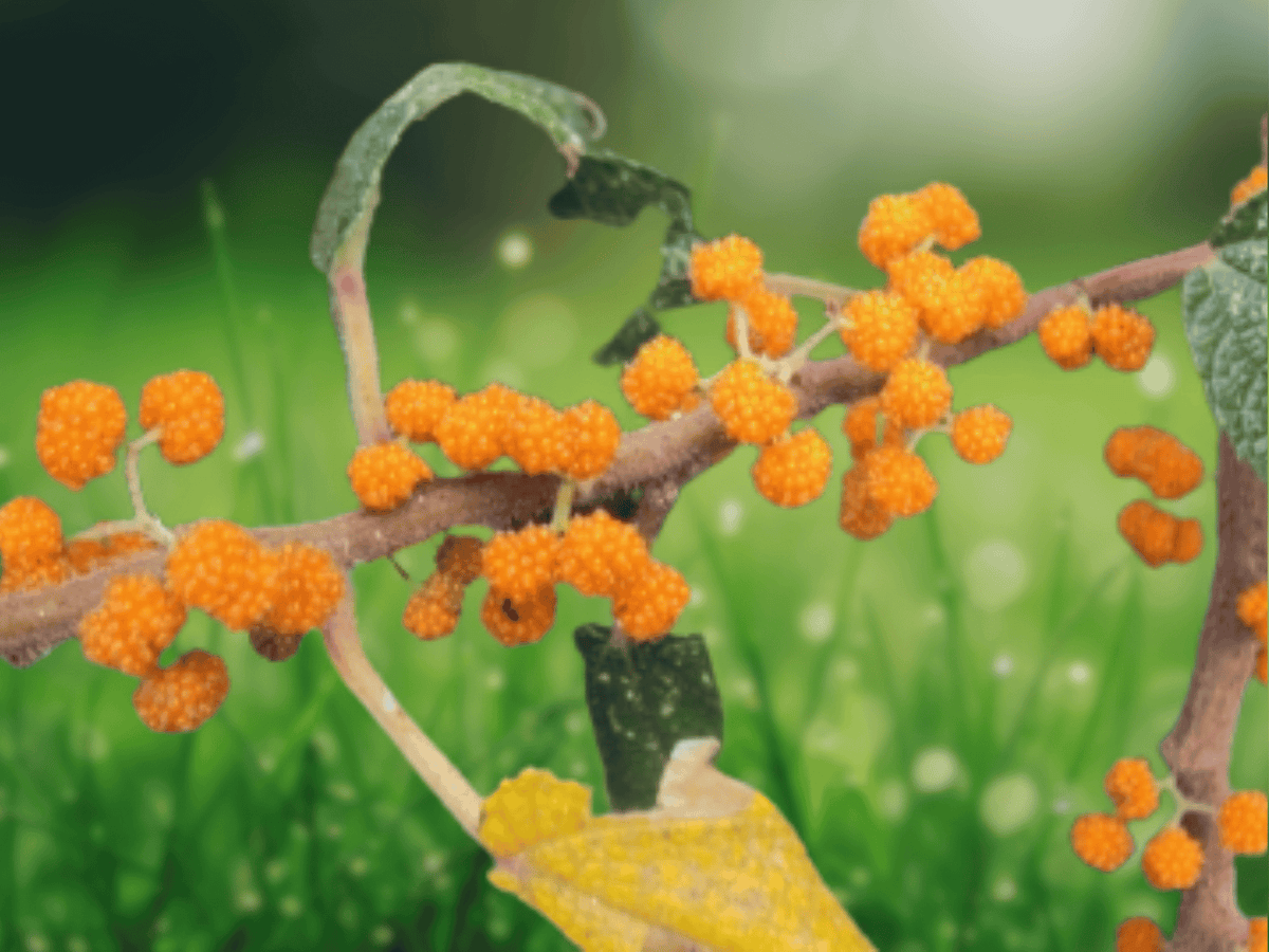 5 Seeds Orange Wild Rhea Debregeasia longifolia Ornamental Shrub