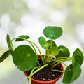 4" Live Chinese Money Plant - Pilea Peperomioides - Round Leaves - Easy Care Indoor Houseplant