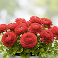 Red Ranunculus Bulbs for Planting – 10 Flowering Bulbs – Ranunculus asiaticus – Bright Red Color, Easy to Grow