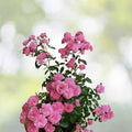 Heirloom Seven Sisters Pink Rose Bush - 1ft Live Climbing Plant, Rosa Multiflora, Fragrant, Easy Care, USA Seller