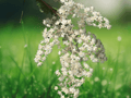 10 Seeds Oceanspray Shrub Holodiscus discolor Hardy Native Flowering Shrub