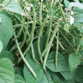 Top Crop Bush Bean Seeds, Heirloom Variety, Edible Pods, Phaseolus vulgaris, 20+ Seeds for Fresh or Cooked Recipes