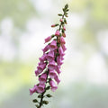Foxglove Seeds - 1000 Organic Biennial Seeds - Digitalis purpurea - USA Grown, Free Shipping