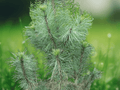 5 Seeds Pinus excelsa Himalayan Pine Tree Ornamental Evergreen Conifer