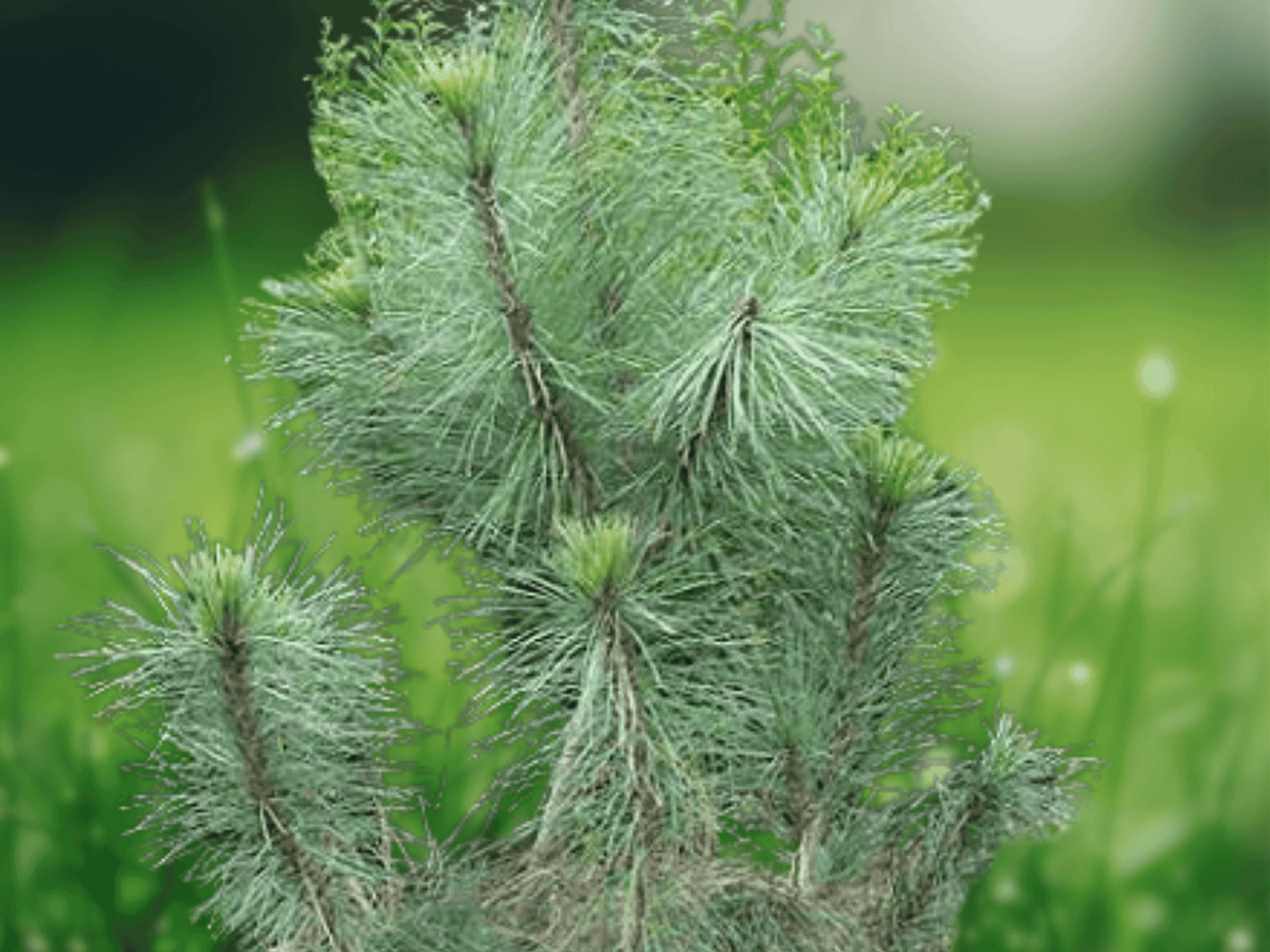 5 Seeds Pinus excelsa Himalayan Pine Tree Ornamental Evergreen Conifer