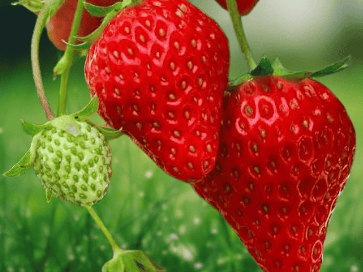 25 Live Plants Honeoye Junebearing Strawberry Bare Root Plants