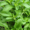 Stevia Herb Plant Seeds 100 Pack | Natural Sweetleaf Stevia (Stevia rebaudiana) for Planting, Organic, Non-GMO