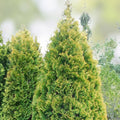 American Arborvitae Tree Seeds 50 Count | Thuja occidentalis | Landscaping, Evergreen, Garden, Shrubs