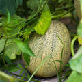 Heirloom Honey Dew Melon Seeds – 25+ Sweet Green Variety, Nutritious Cucumis melo, Organic Gardening, Fruit Seeds