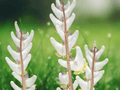 10 Dutchman's Breeches Bare Root Dicentra cucullaria Spring Woodland Wildflower
