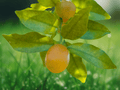 5 Seeds Meiwa Sweet Kumquat Fortunella crassifolia Citrus Tree