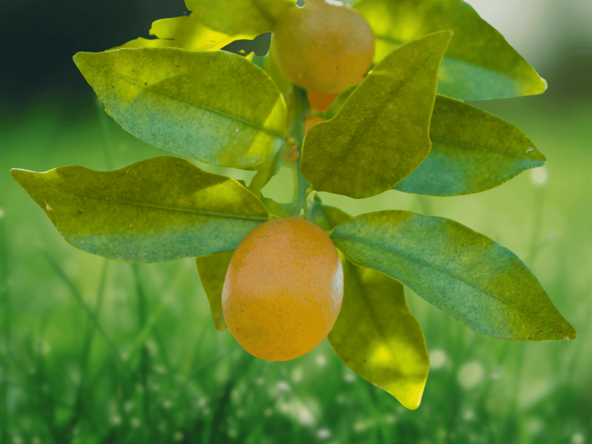 5 Seeds Meiwa Sweet Kumquat Fortunella crassifolia Citrus Tree