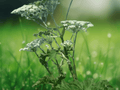 5 Seeds Cow Parsnip Native Wildflower Heracleum lanatum