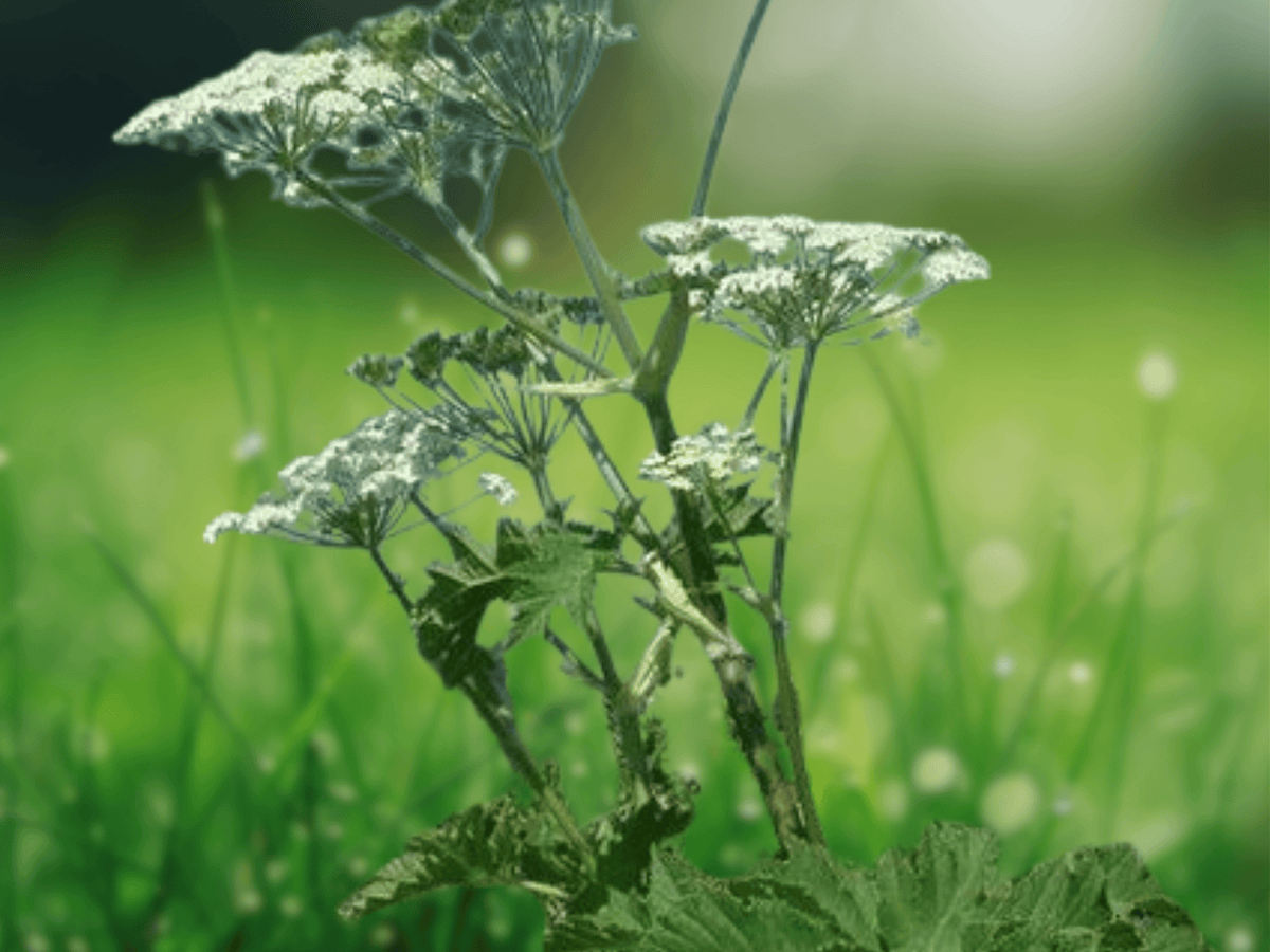 5 Seeds Cow Parsnip Native Wildflower Heracleum lanatum