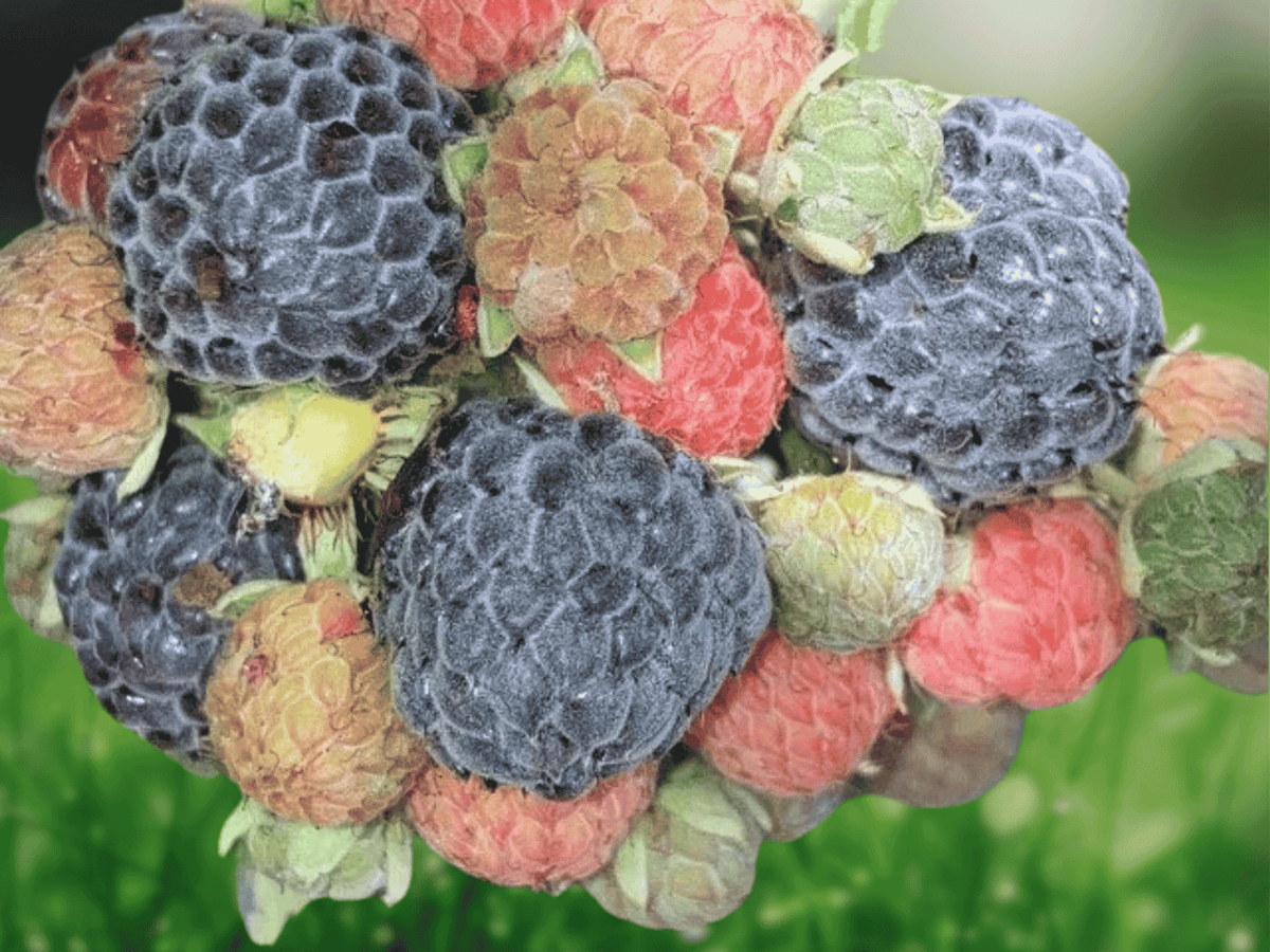 3 Live Plant Mysore Black Raspberry Rubus niveus Starter Plug Fruit Bush