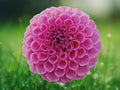 25 Rocco Dahlia Seeds Dahlia Pinnata Dark Purple Blooms Hardy Perennial Easy Grow Ornamental Garden Flower Compact Summer Plant