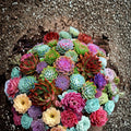 Echinopsis Cactus Seeds Mix 50+ Varieties Colorful Flowers Echinopsis spp. Ships from Iowa
