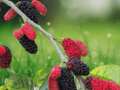 5 Dwarf Everbearing Mulberry Bare Root Plants Fruit Tree