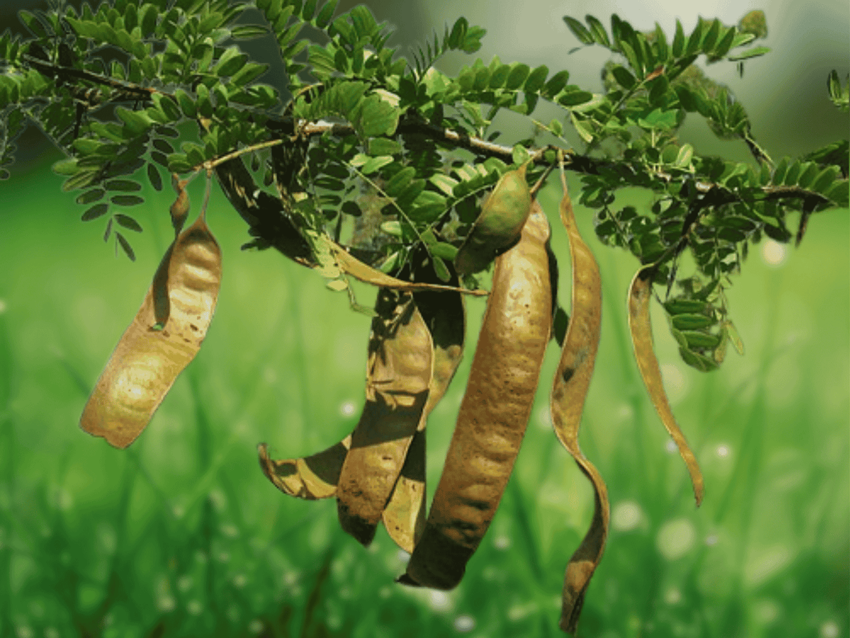12 Seeds Honey Locust Tree Gleditsia triacanthos Hardy Shade Tree
