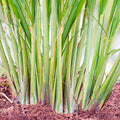 Set of 10 Edible Lemongrass Rooted Plants - Easy Grow Live Herb - Cymbopogon citratus - Ships Without Pot
