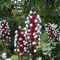 Doll's Eyes Wildflower Seeds - 20+ Non-GMO Actaea pachypoda Perennial Plant for Gardens