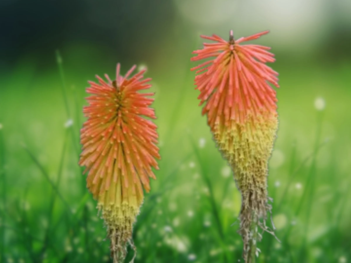 25 Seeds Red Hot Poker Kniphofia Uvaria Torch Lily Perennial Fiery Red Orange Yellow Drought Tolerant Hummingbird Plant