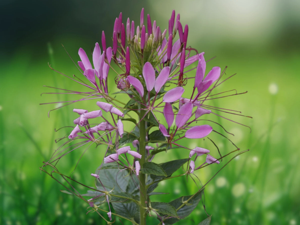 100 Seeds Lilac Spider Flower Cleome Spinosa Tall Showy Annual Easy Grow Pollinator Garden Border Plant