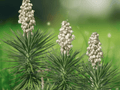 5 Seeds Yucca aloifolia Tree Yucca Evergreen Hardy Plant