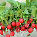 Champion Heirloom Radish Seeds - 100+ Non-GMO Seeds for Home Gardening - Raphanus sativus