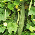 Smooth Bitter Melon Seeds 10 Pack - Rare Momordica charantia Vegetable Seeds for Planting
