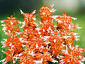 50 Seeds Salvia Splendens Orange White Bicolor Annual Flower Bright Blooms Pollinator Friendly Easy Grow Garden Bedding Plant