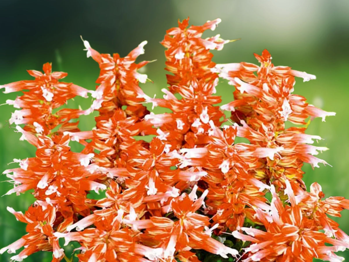 50 Seeds Salvia Splendens Orange White Bicolor Annual Flower Bright Blooms Pollinator Friendly Easy Grow Garden Bedding Plant