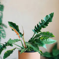 Philodendron Ring of Fire 6" Pot - Variegated Tropical Houseplant - Philodendron 'Ring of Fire' - Indoor Plant Decor