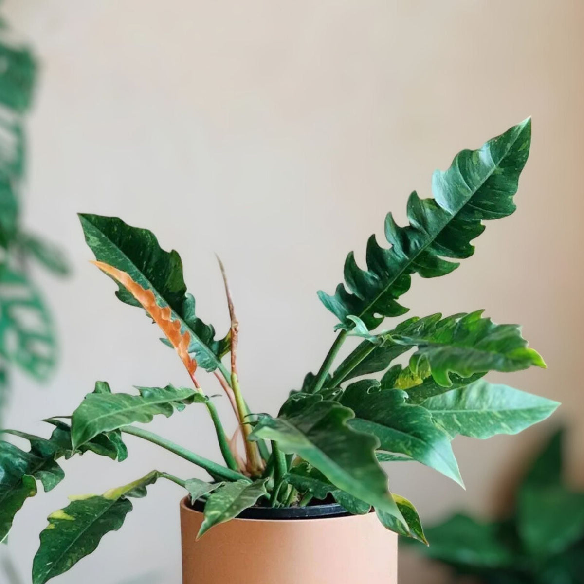 Philodendron Ring of Fire 6" Pot - Variegated Tropical Houseplant - Philodendron 'Ring of Fire' - Indoor Plant Decor