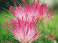 10 Seeds Albizia julibrissin Mimosa Tree Pink Flowering Shade Tree Seeds