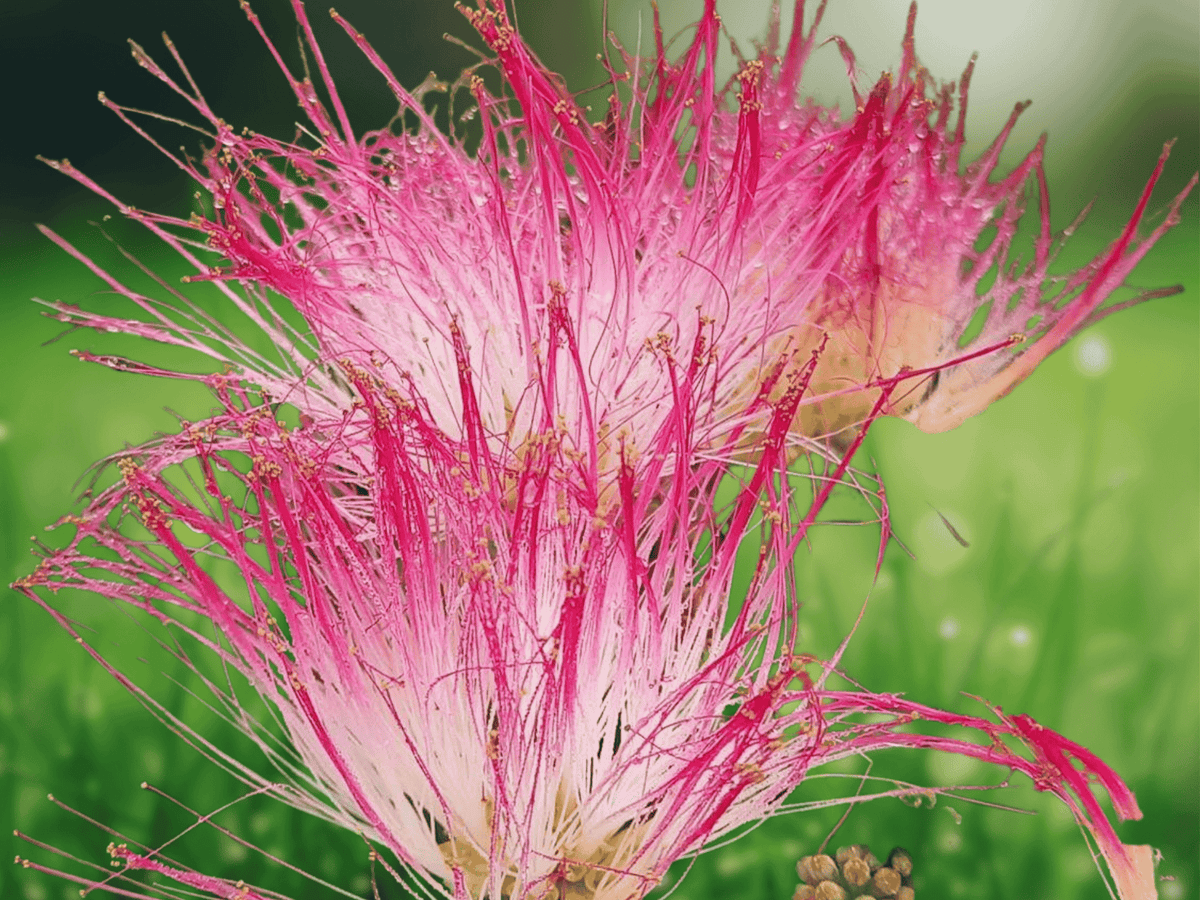 10 Seeds Albizia julibrissin Mimosa Tree Pink Flowering Shade Tree Seeds