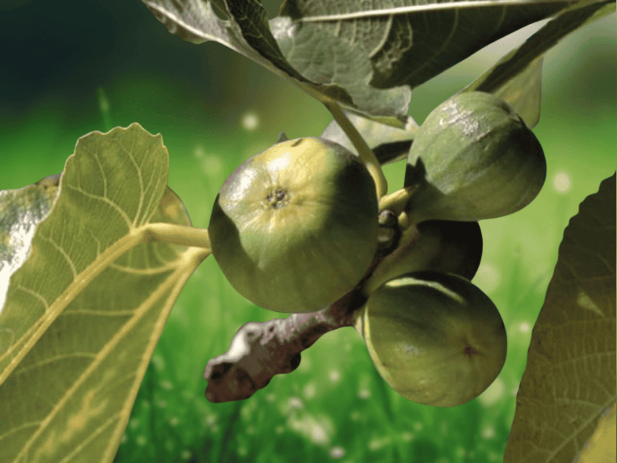 3 Live Plant Plugs Kadota Fig Tree Ficus carica Honey Sweet