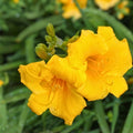 Stella De Oro Daylily Seeds - Yellow Reblooming Perennial Hemerocallis - Bare Root - 5+1 Free for Outdoor Garden Planting