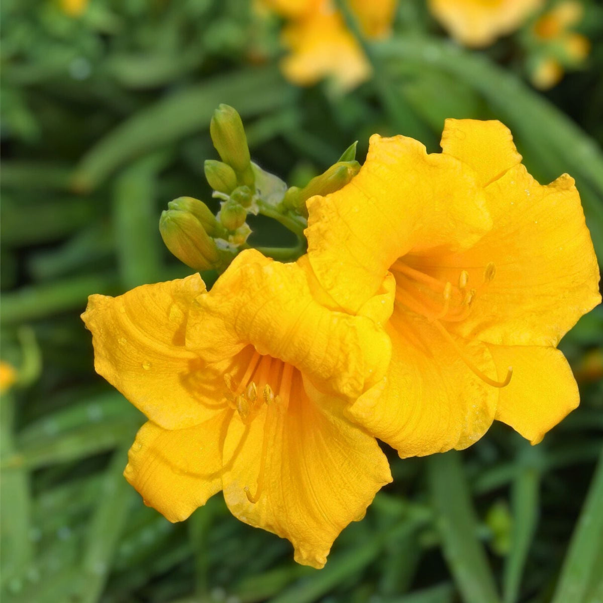 Stella De Oro Daylily Seeds - Yellow Reblooming Perennial Hemerocallis - Bare Root - 5+1 Free for Outdoor Garden Planting