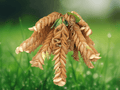 5 Seeds Flemingia strobilifera Wild Hops Luck Plant Rare Tropical Shrub