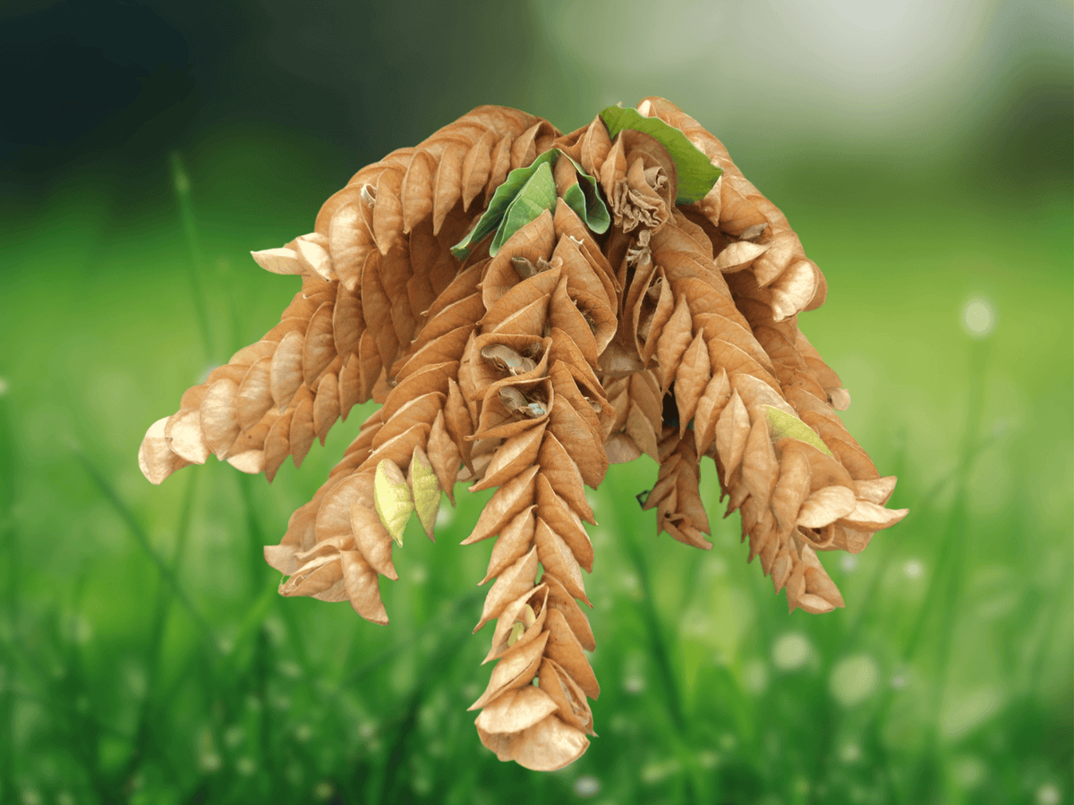 5 Seeds Flemingia strobilifera Wild Hops Luck Plant Rare Tropical Shrub